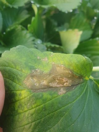 송림2리이장님의 기타작물 · 병해충상담 작성글 사진