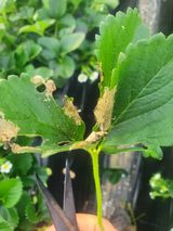 팜모닝 기타작물·병해충상담 게시글 이미지