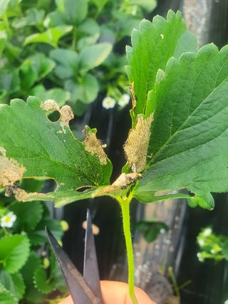 송림2리이장님의 기타작물 · 병해충상담 작성글 사진