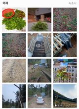 팜모닝 두릅·일상 게시글 이미지