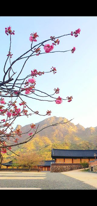 박¿일님의 두릅 · 일상 작성글 사진