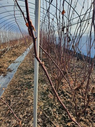 덕성조산딸기농사님의 딸기 · 병해충상담 작성글 사진