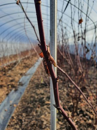 덕성조산딸기농사님의 딸기 · 병해충상담 작성글 사진