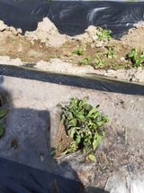 팜모닝 감자·병해충상담 게시글 이미지