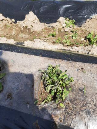 강물처럼님의 감자 · 병해충상담 작성글 사진