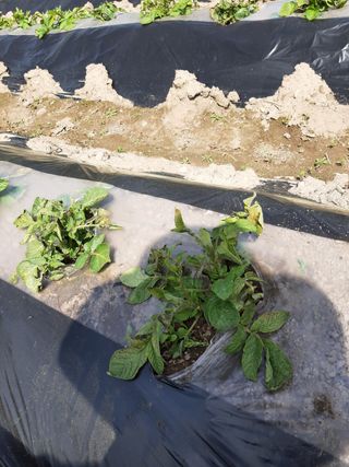 강물처럼님의 감자 · 병해충상담 작성글 사진