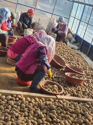 팜모닝회원 바이크농원님의 감자 · 자유게시판 작성글 사진