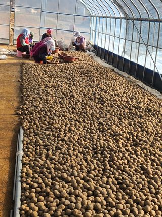 팜모닝회원 바이크농원님의 감자 · 자유게시판 작성글 사진