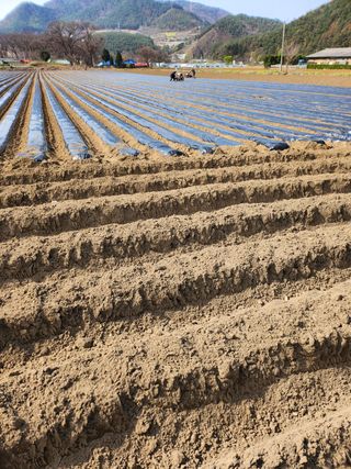 팜모닝회원 바이크농원님의 감자 · 자유게시판 작성글 사진