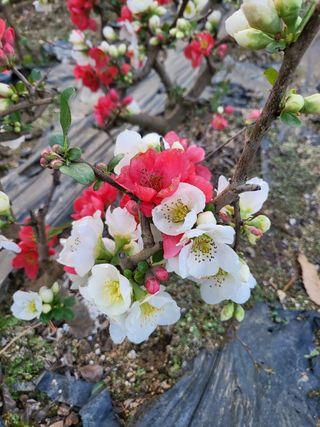 김옥균 님의 자유주제 · 자유게시판 작성글 사진