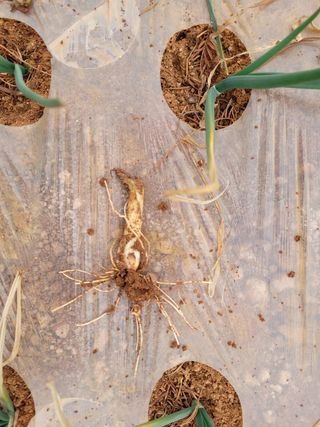 서동열님의 양파 · 병해충상담 작성글 사진