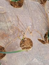 팜모닝 양파·병해충상담 게시글 이미지