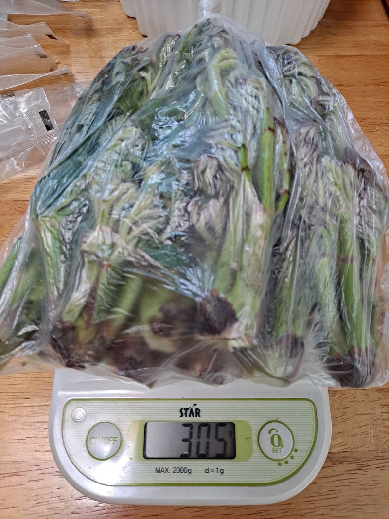 이상헌님의 장터 판매 상품 [두릅나무 정아순 300g] 첨부 사진