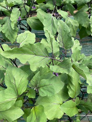 이승하님의 기타작물 · 자유게시판 작성글 사진