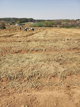 it농부님의 기타작물 · 자유게시판 작성글 사진