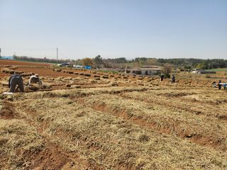 it농부님의 기타작물 · 자유게시판 작성글 사진