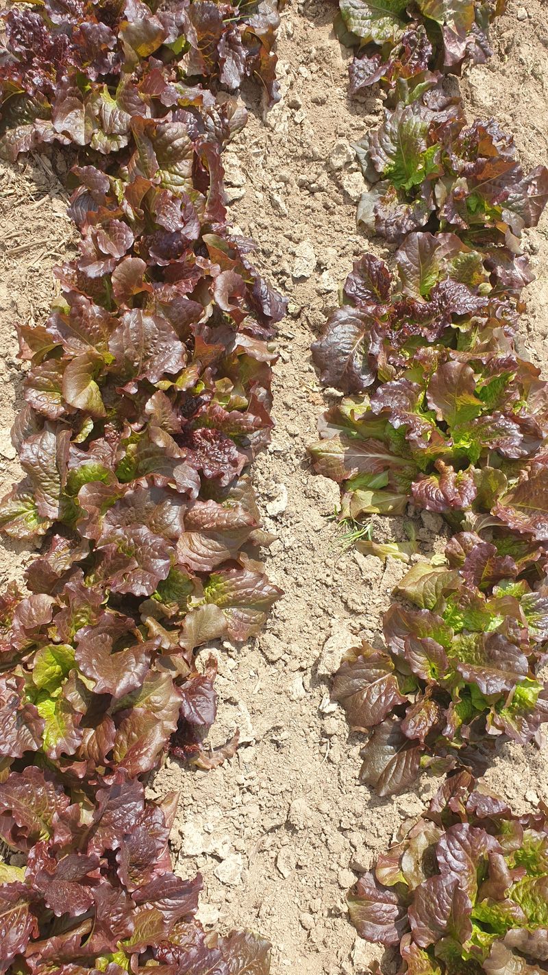 장터 상품 [상추 1k] 썸네일