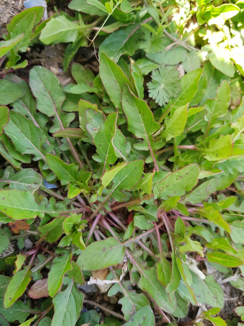 장터 상품 [분홍낮달맞이] 썸네일