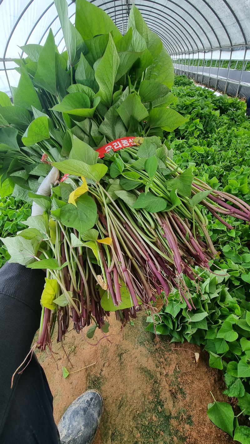 김동수님의 장터 판매 상품 [익산 1대 고구마모종 1단(95~100주/1.8kg)🌱🍠👍] 첨부 사진