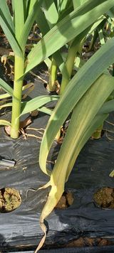 팜모닝 마늘·병해충상담 게시글 이미지