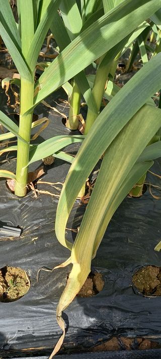 전원생활의여유님의 마늘 · 병해충상담 작성글 사진