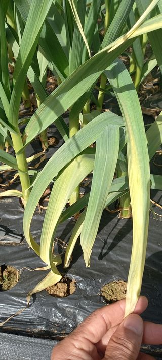 전원생활의여유님의 마늘 · 병해충상담 작성글 사진