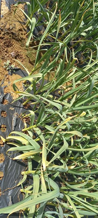 전원생활의여유님의 마늘 · 병해충상담 작성글 사진