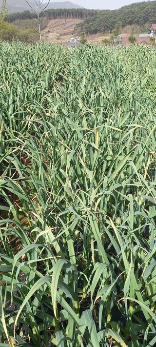 전원생활의여유님의 마늘 · 병해충상담 작성글 사진