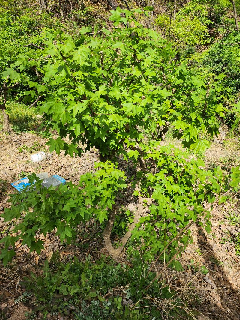 장터 상품 [개두릅] 썸네일