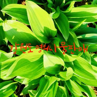 김기자(흰구름농원)님의 작성글 사진