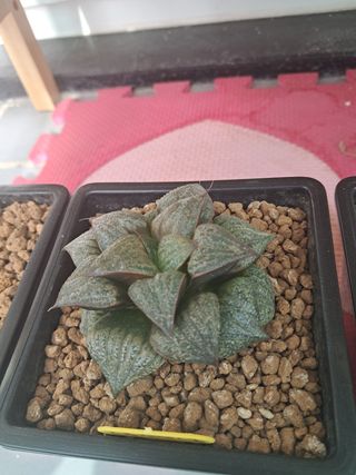 박완순님의 자유주제 · 자유게시판 작성글 사진