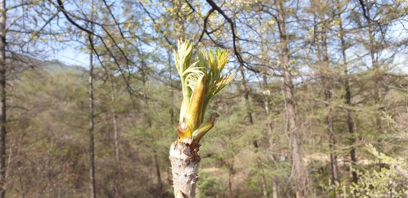 장터 상품 [참두릅 판매중] 썸네일