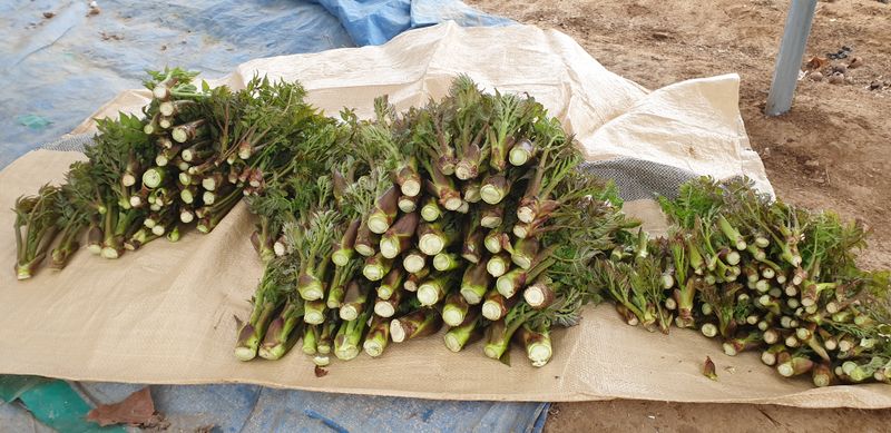 잡곡류님의 장터 판매 상품 [참두릅 판매중] 첨부 사진