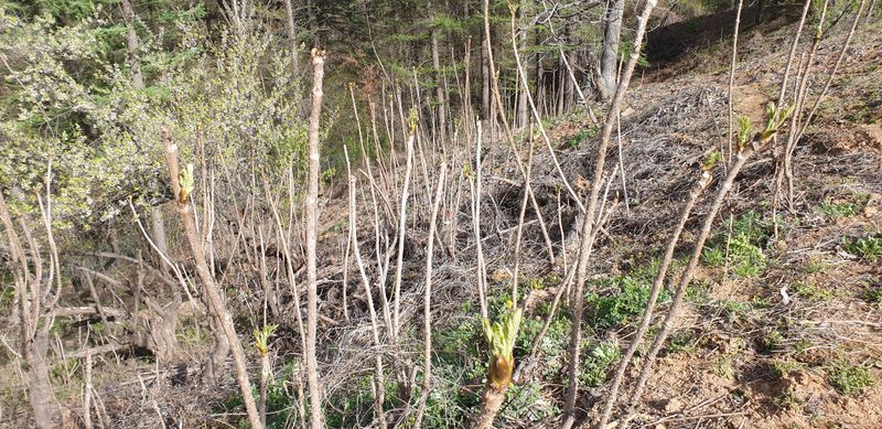 잡곡류님의 장터 판매 상품 [참두릅 판매중] 첨부 사진