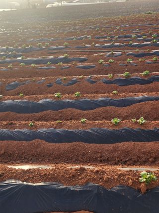 it농부님의 감자 · 자유게시판 작성글 사진