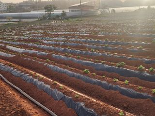 it농부님의 감자 · 자유게시판 작성글 사진