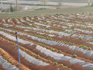 it농부님의 감자 · 자유게시판 작성글 사진