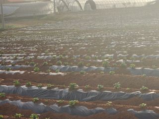 it농부님의 감자 · 자유게시판 작성글 사진