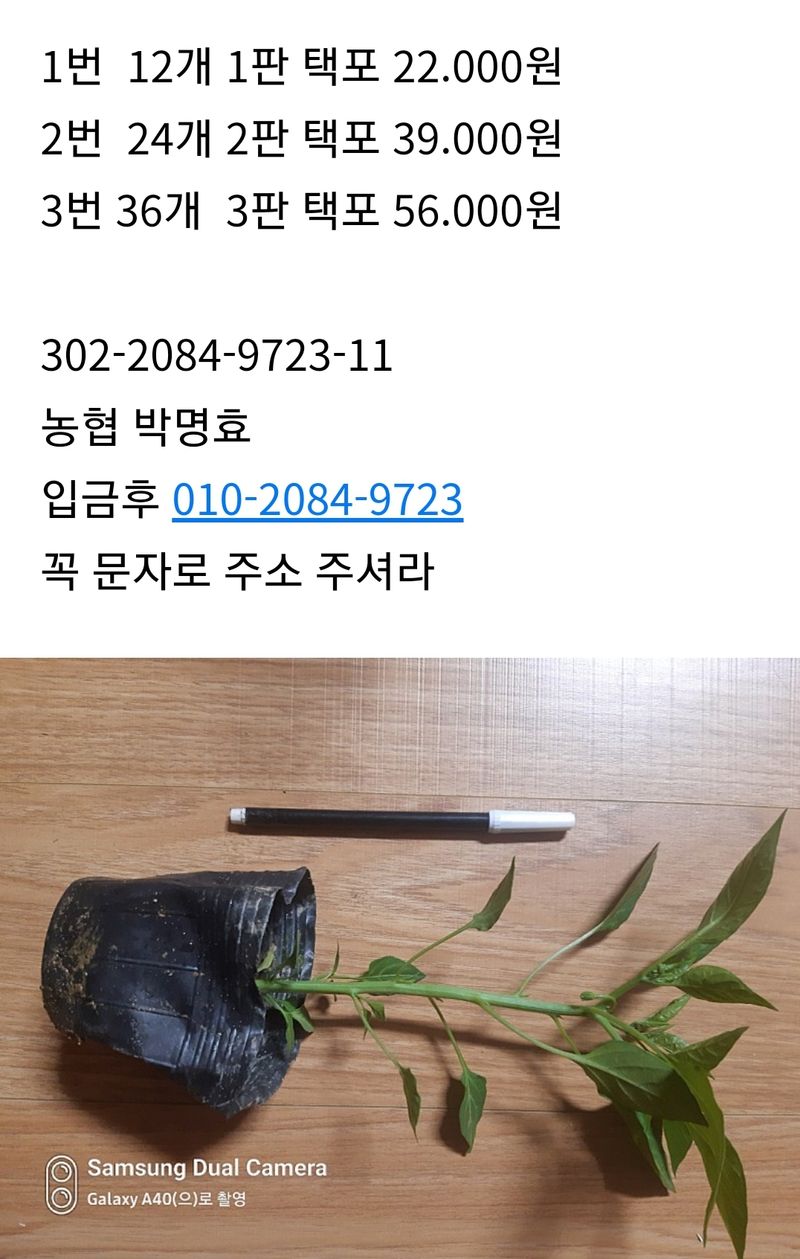 삼성농산님의 장터 판매 상품 [(완료)큰포트 미인고추모종 예약판매] 첨부 사진