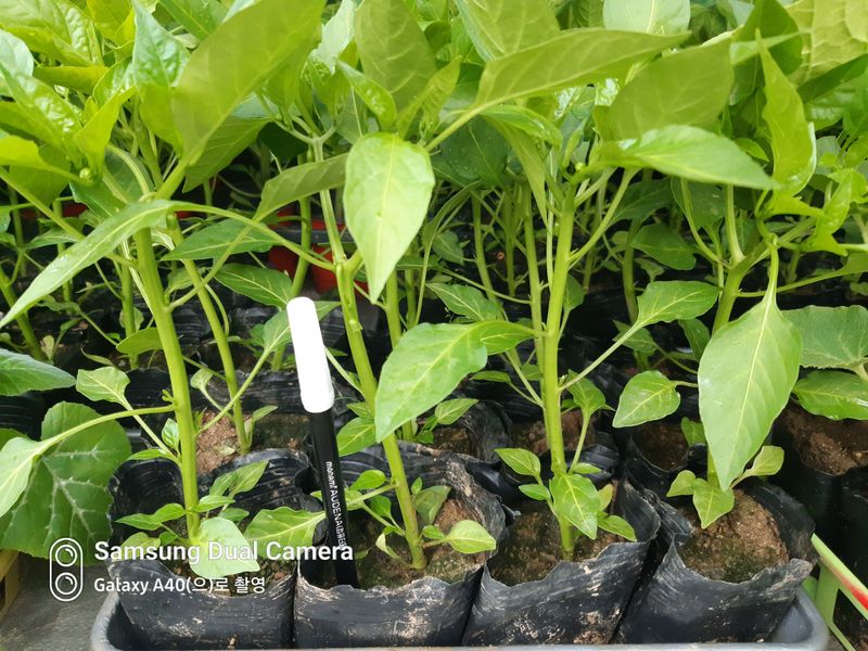 삼성농산님의 장터 판매 상품 [(완료)큰포트 미인고추모종 예약판매] 첨부 사진