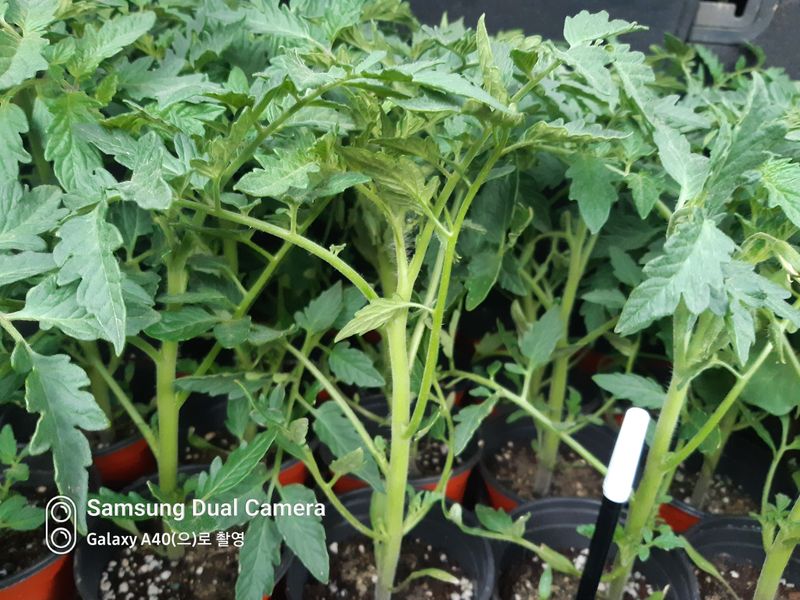 삼성농산님의 장터 판매 상품 [(완료)큰포트 미인고추모종 예약판매] 첨부 사진