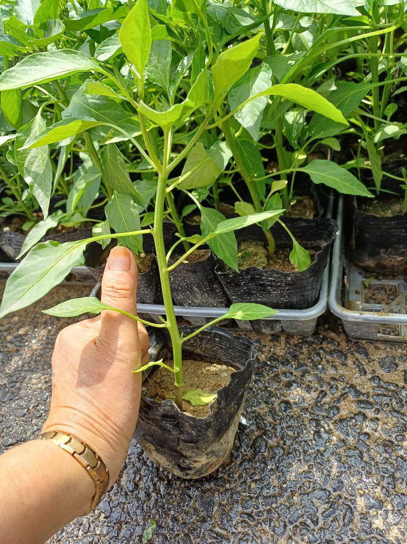 삼성농산님의 장터 판매 상품 [(완료)큰포트 미인고추모종 예약판매] 첨부 사진