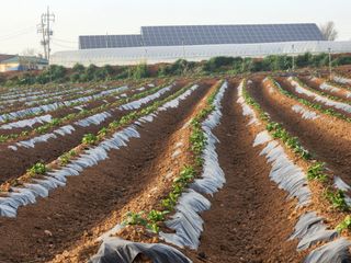 it농부님의 감자 · 자유게시판 작성글 사진