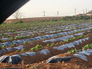 it농부님의 감자 · 자유게시판 작성글 사진