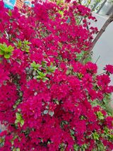 팜모닝 자유주제·자유게시판 게시글 이미지