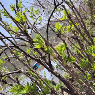 농부쑤니님의 두릅 · 일상 작성글 사진