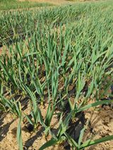 팜모닝 자유주제·자유게시판 게시글 이미지