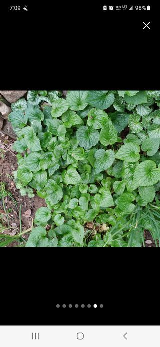 대봉감 단감 고구마님의 시금치 · 품종•종자 작성글 사진