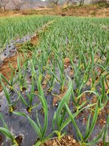 팜모닝 마늘·일상 게시글 이미지