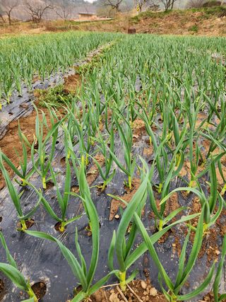 부여.김미경님의 마늘 · 일상 작성글 사진